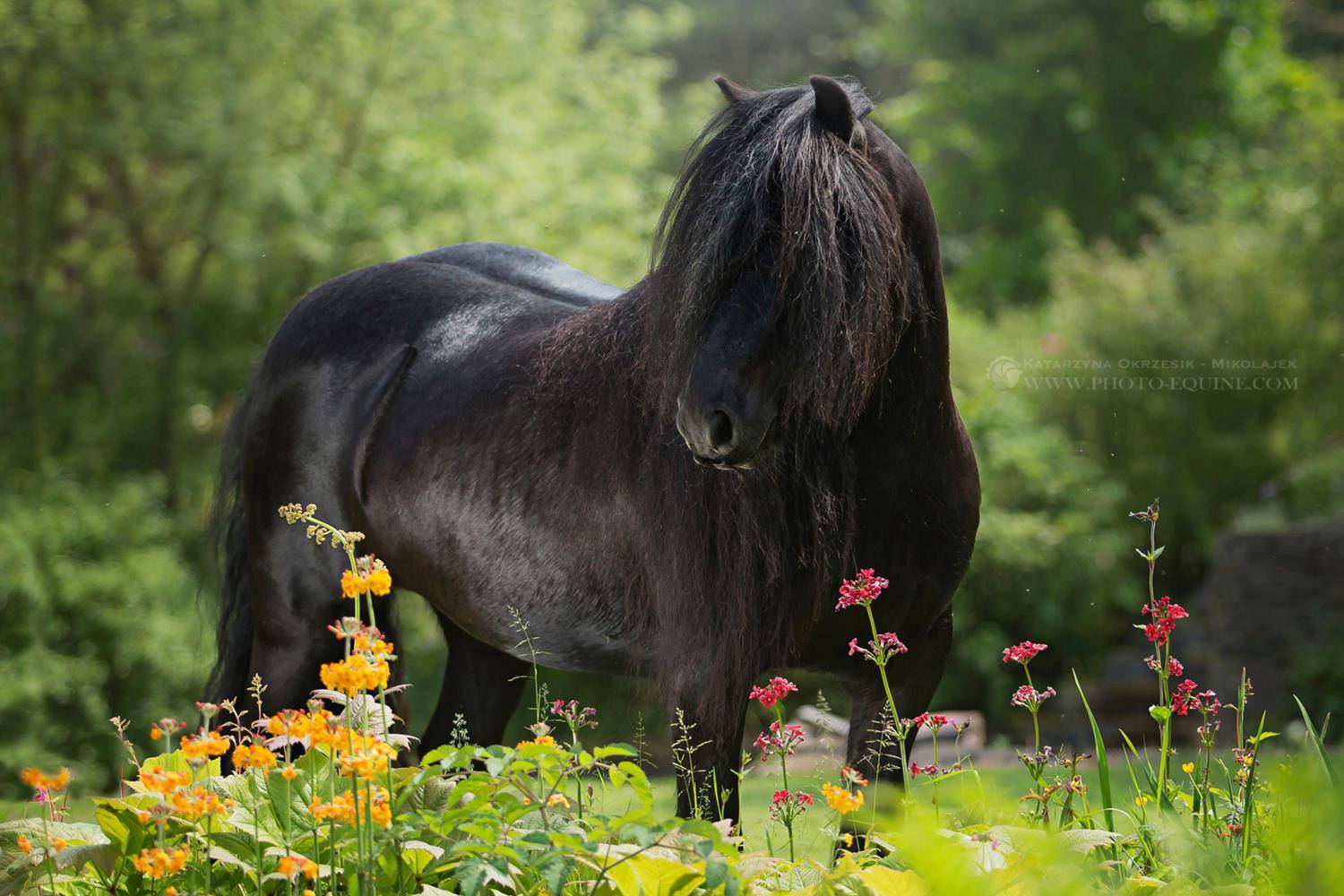 Fell Ponies - Breeds of Horses With Pictures